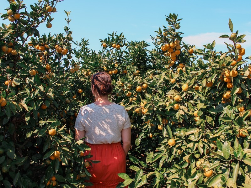 Jeju, Korea: tangering picking, Hallabong picking