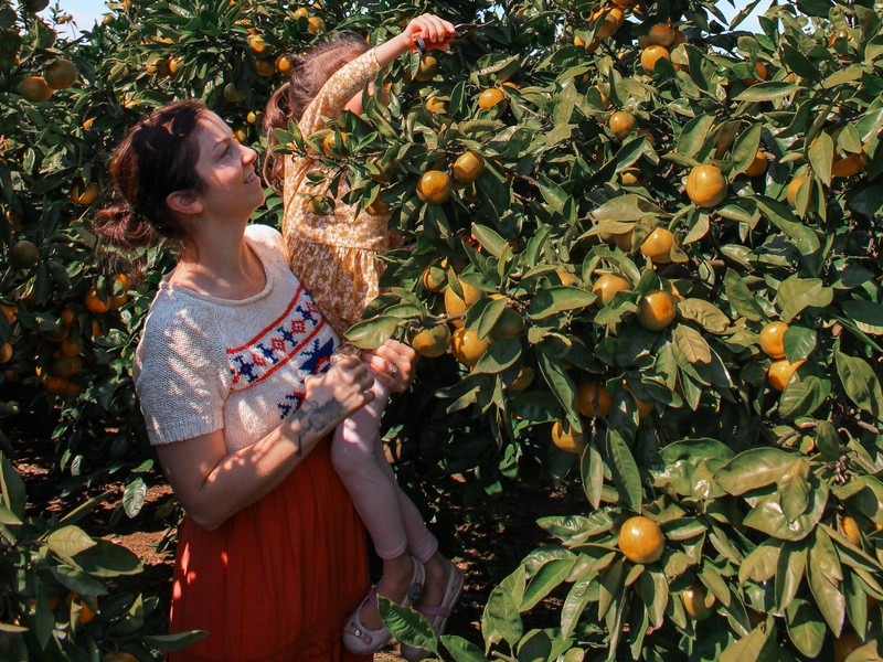 Jeju, Korea: tangering picking, Hallabong picking