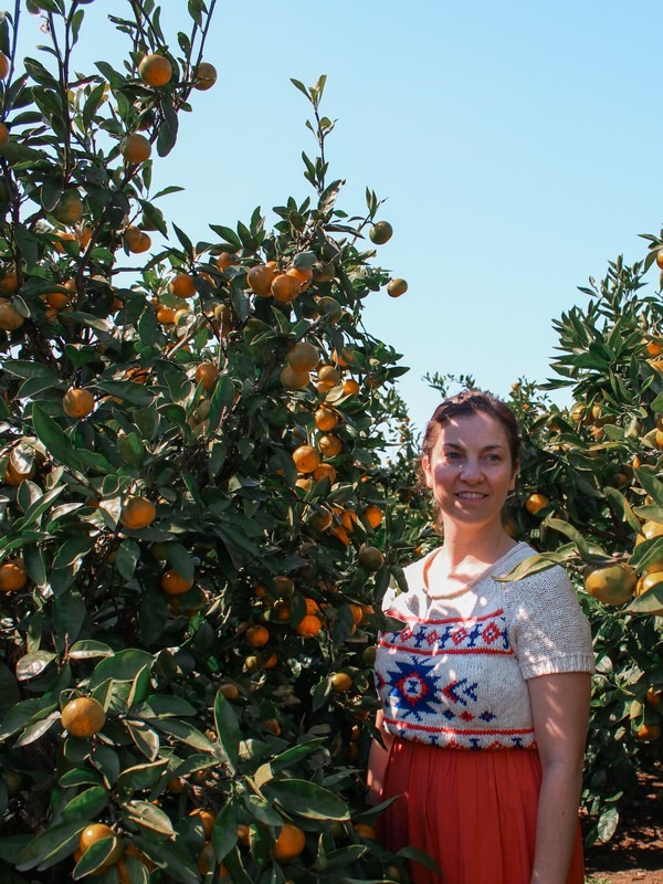 Jeju, Korea: tangering picking, Hallabong picking