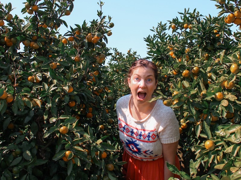 Jeju, Korea: tangering picking, Hallabong picking