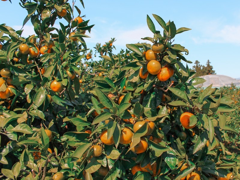 Jeju, Korea: tangering picking, Hallabong picking