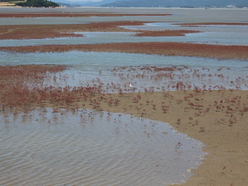 Muan Ecological Tidal Flat Land (무안황토갯벌랜드), Muan, Jeollanam-do, Korea