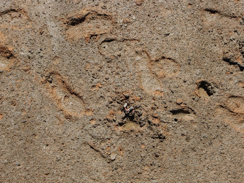 Muan Ecological Tidal Flat Land (무안황토갯벌랜드), Muan, Jeollanam-do, Korea