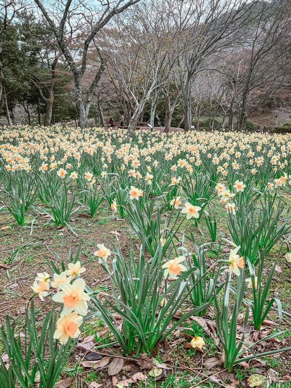 Halla Arboretum (한라수목원), Jeju City, Jeju Island, Korea