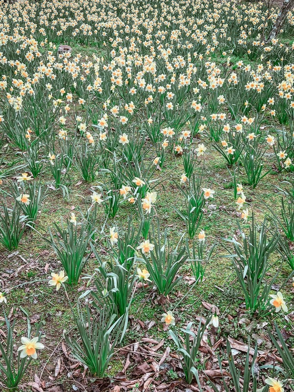 Halla Arboretum (한라수목원), Jeju City, Jeju Island, Korea