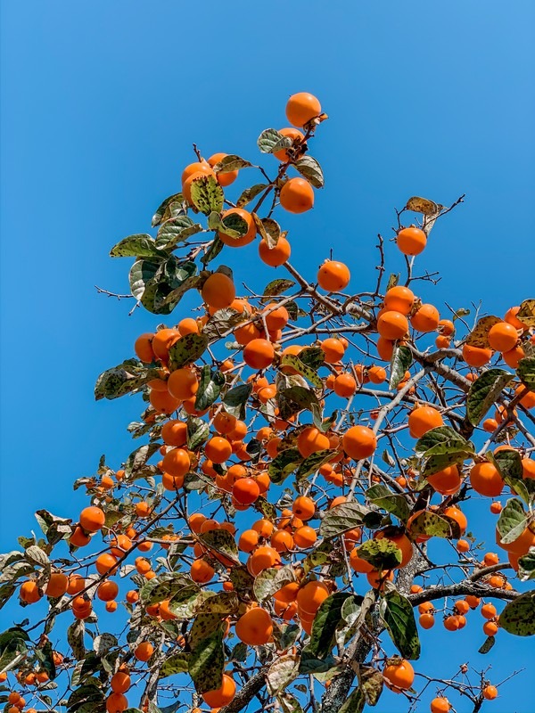 Korean persimmon, gam, Korean food