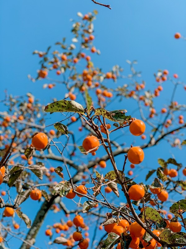 Korean persimmon, gam, Korean food