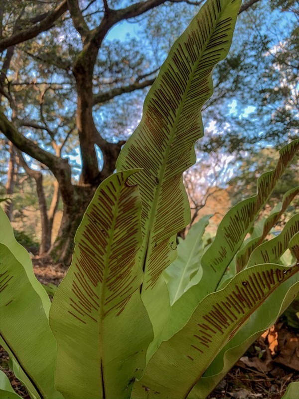 Halla Arboretum (한라수목원), Jeju City, Jeju Island, Korea