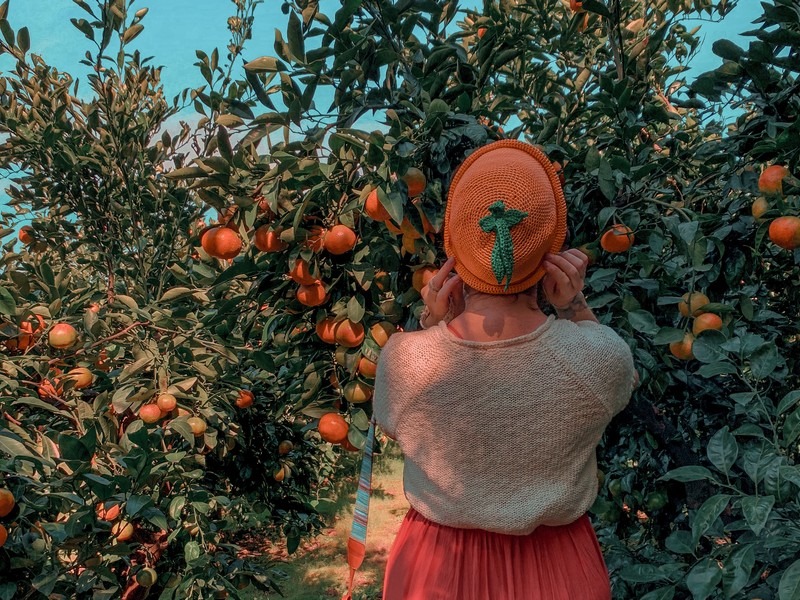 Jeju, Korea: tangering picking, Hallabong picking