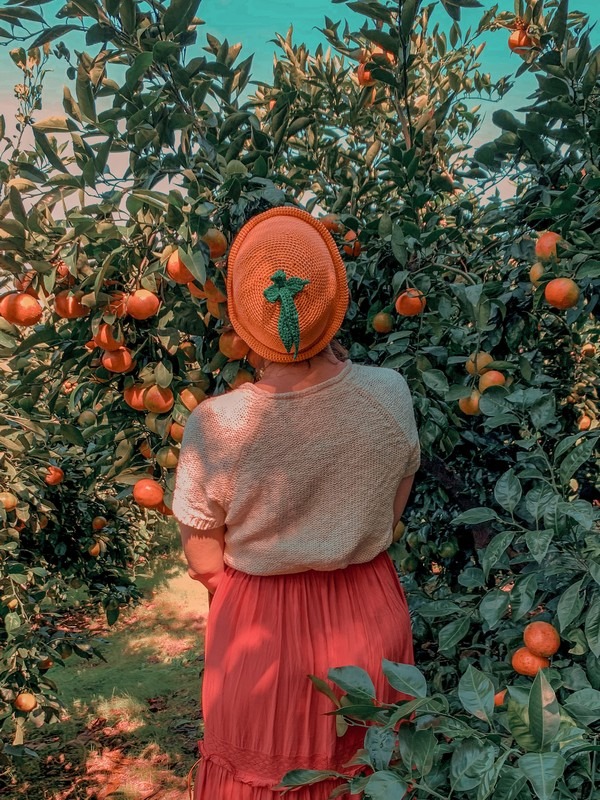 Jeju, Korea: tangering picking, Hallabong picking