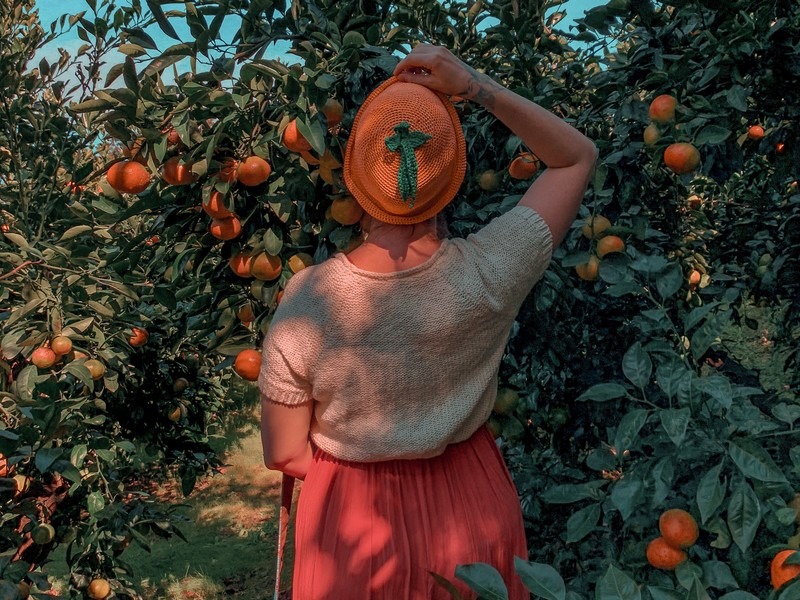 Jeju, Korea: tangering picking, Hallabong picking