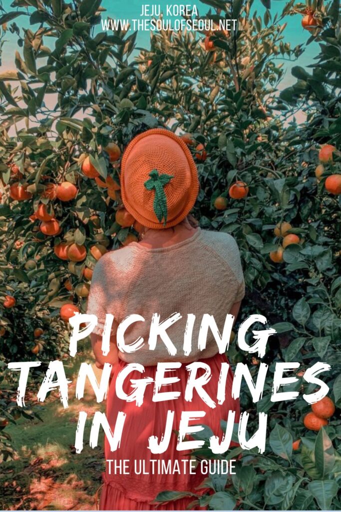 Your Ultimate Guide To Tangerine Picking on Jeju Island: Looking for one of best things to do in Jeju? If you visit in the fall, definitely looking for opportunities to pick Jeju oranges and tangerines.