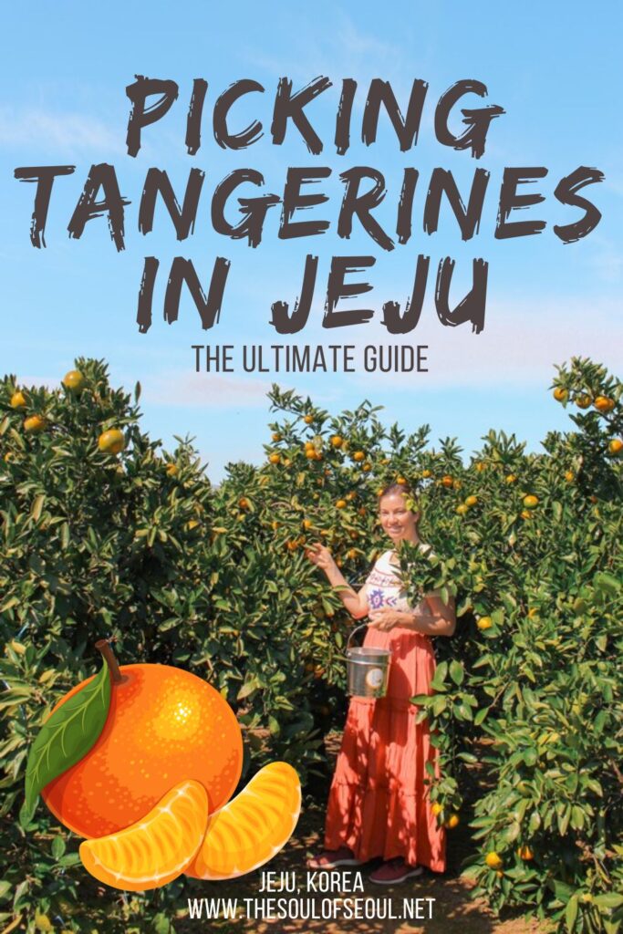 Your Ultimate Guide To Tangerine Picking on Jeju Island: Looking for one of best things to do in Jeju? If you visit in the fall, definitely looking for opportunities to pick Jeju oranges and tangerines.