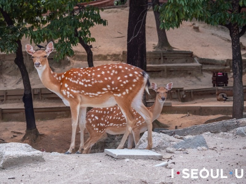 Dream Forest (북서울 꿈의숲), Gangbuk-gu, Seoul, Korea