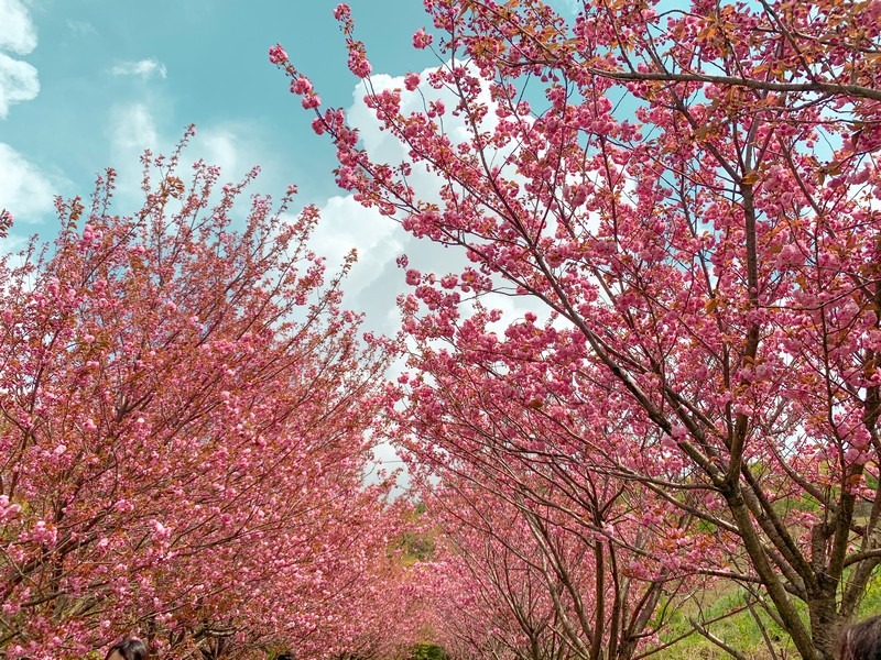 double cherry blossom (겹벚꽃)