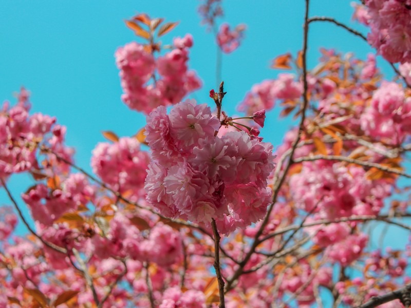 double cherry blossom (겹벚꽃)