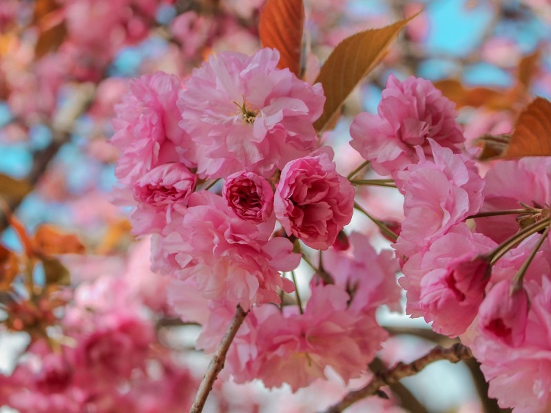 double cherry blossom (겹벚꽃)