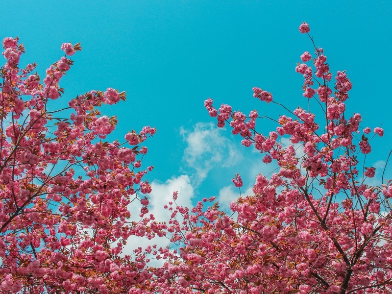 double cherry blossom (겹벚꽃)