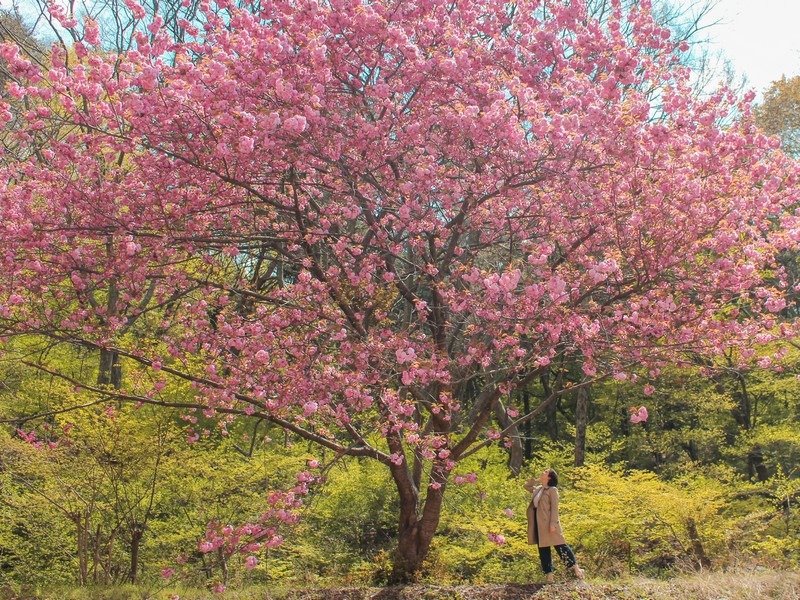 double cherry blossom (겹벚꽃)