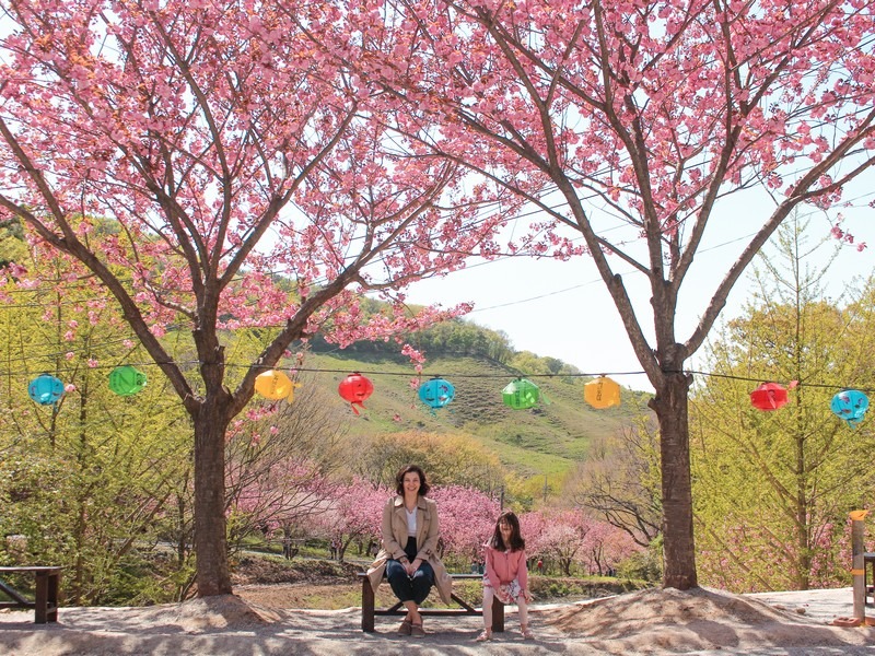 Gaesimsa Temple, Seosan (개심사); double cherry blossom (겹벚꽃)