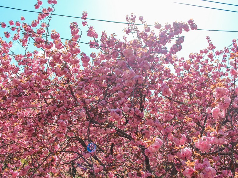 double cherry blossom (겹벚꽃)