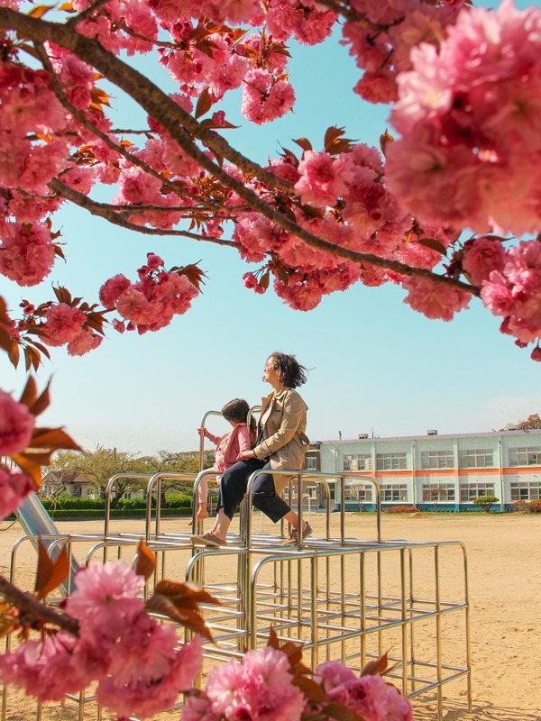 double cherry blossom (겹벚꽃)