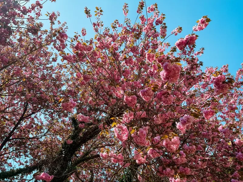 Gamsagongmyoyeok, Jeju (제주 감사공묘역), Jeju, Korea; double cherry blossoms