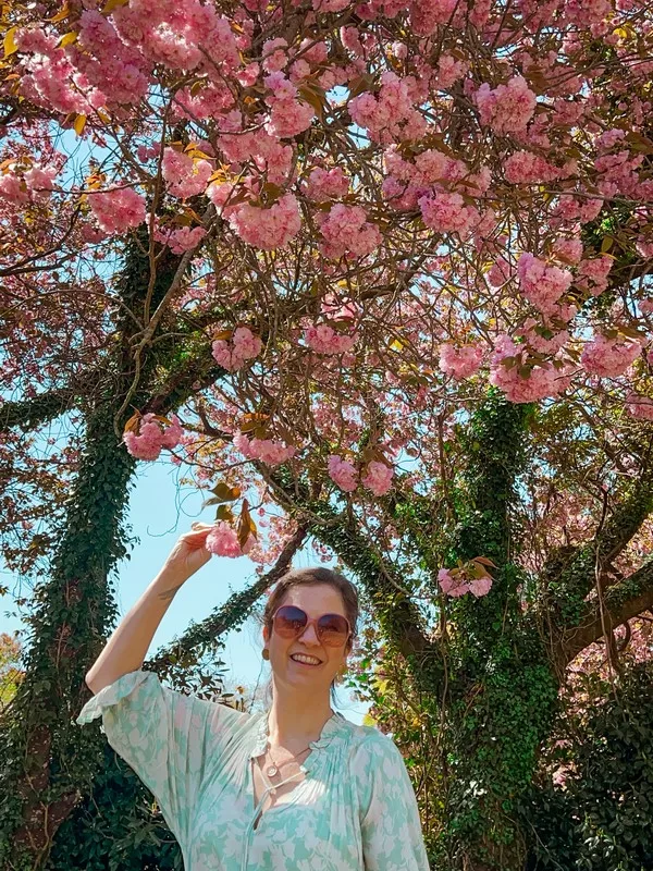 Gamsagongmyoyeok, Jeju (제주 감사공묘역), Jeju, Korea; double cherry blossoms