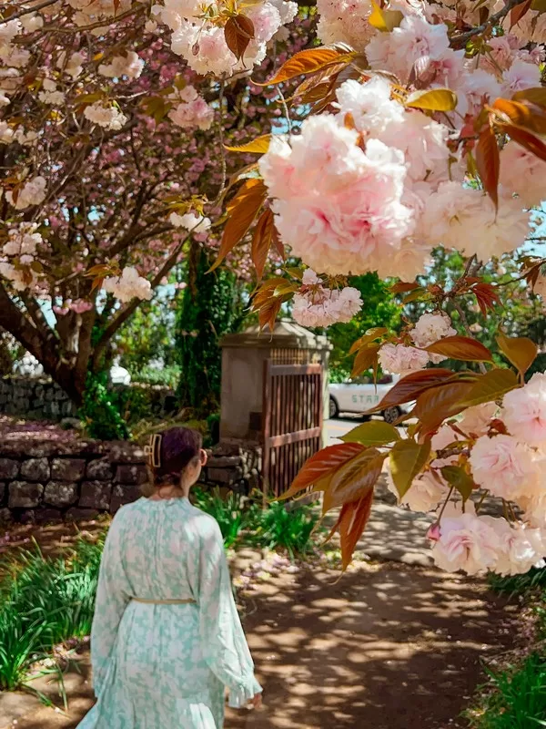 Gamsagongmyoyeok, Jeju (제주 감사공묘역), Jeju, Korea; double cherry blossoms