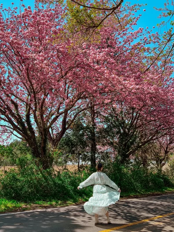Ora Country Club Entrance, Jeju (골프존카운티 오라); double cherry blossoms