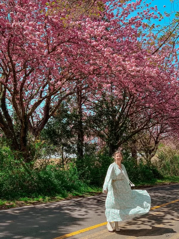 Ora Country Club Entrance, Jeju (골프존카운티 오라); double cherry blossoms