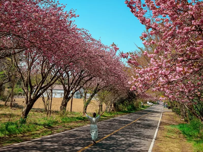Ora Country Club Entrance, Jeju (골프존카운티 오라); double cherry blossoms