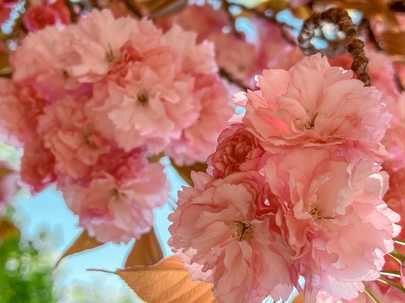 double cherry blossom (겹벚꽃)