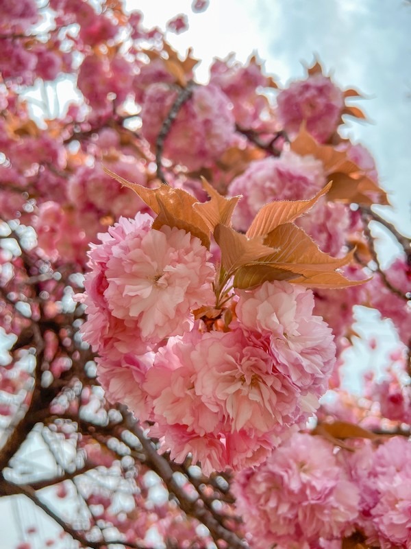 double cherry blossom (겹벚꽃)