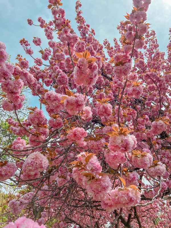 double cherry blossom (겹벚꽃)