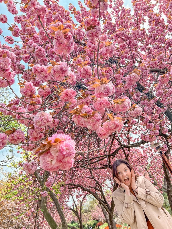 double cherry blossom (겹벚꽃)