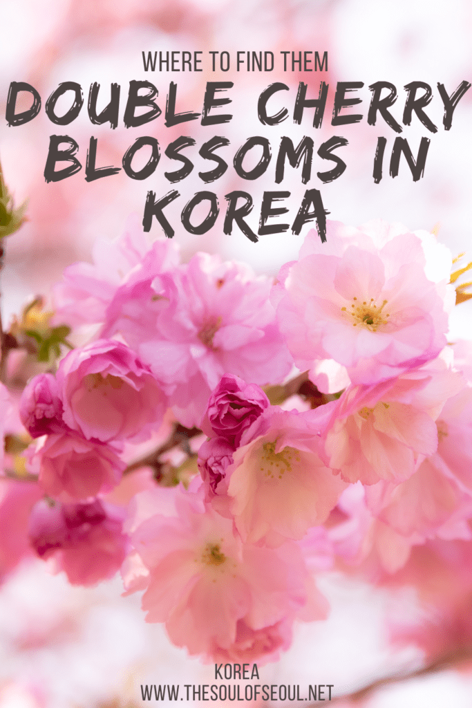 Where To Find The Fluffiest Pink King Cherry Blossoms In Korea: Double cherry blossoms are gorgeously fluffy and pink and you can find them all over Korea. Get ready to find these king cherry blossoms in spring in Korea.