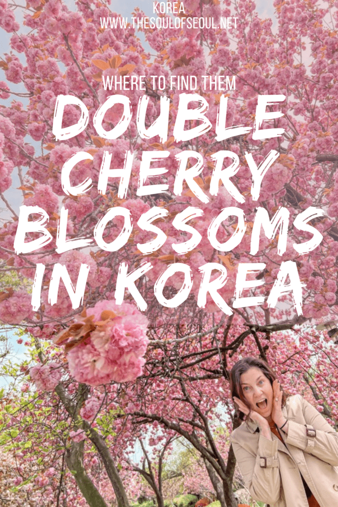 Where To Find The Fluffiest Pink King Cherry Blossoms In Korea: Double cherry blossoms are gorgeously fluffy and pink and you can find them all over Korea. Get ready to find these king cherry blossoms in spring in Korea.