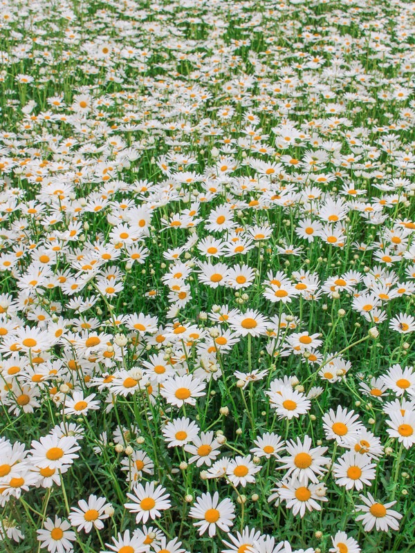 Hwaseong Botanical Garden Greenhouse (화성시 우리꽃 식물원), Hwaseong, Gyeonggi-do, Korea