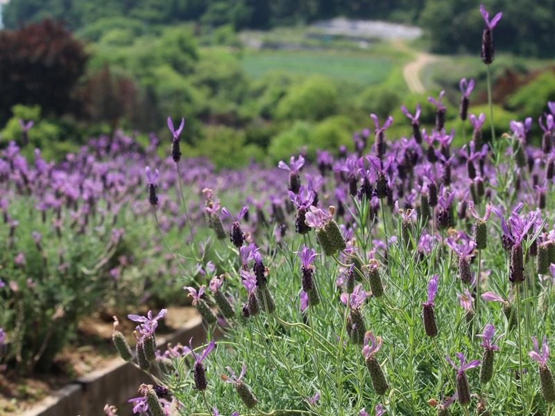 lavender in Korea