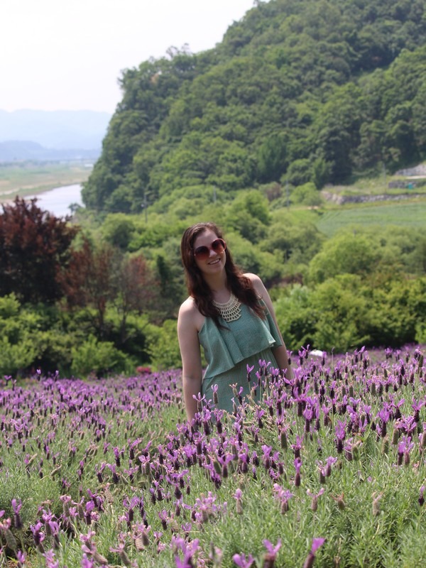 lavender in Korea, lavender field in Korea, Hallie Bradley