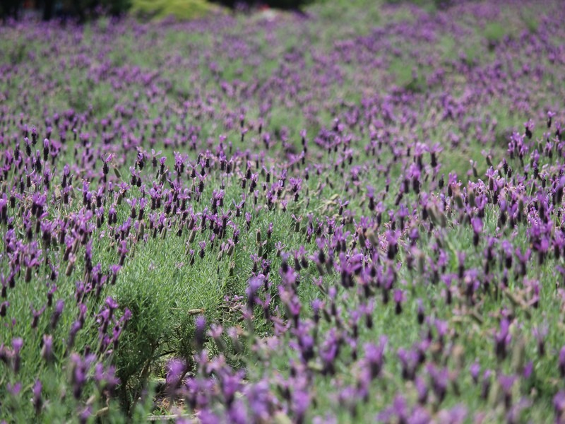 lavender in Korea