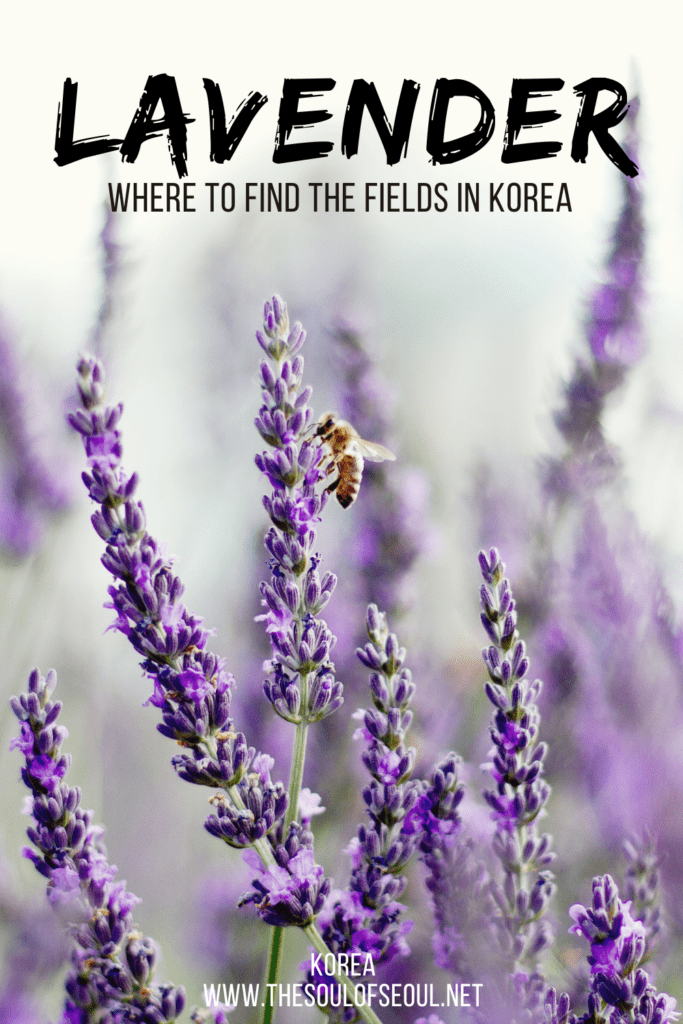 Lavender Fields In Korea: Where To Find Them: There are some beautiful lavender fields in Korea in the summer and here is where to find them.