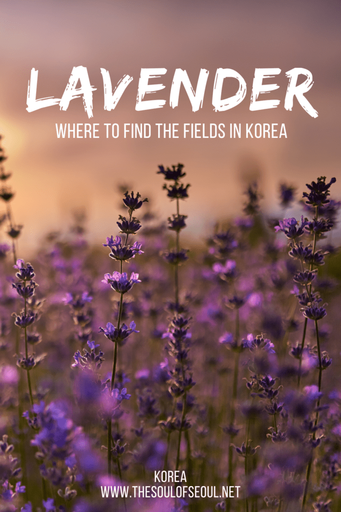 Lavender Fields In Korea: Where To Find Them: There are some beautiful lavender fields in Korea in the summer and here is where to find them.