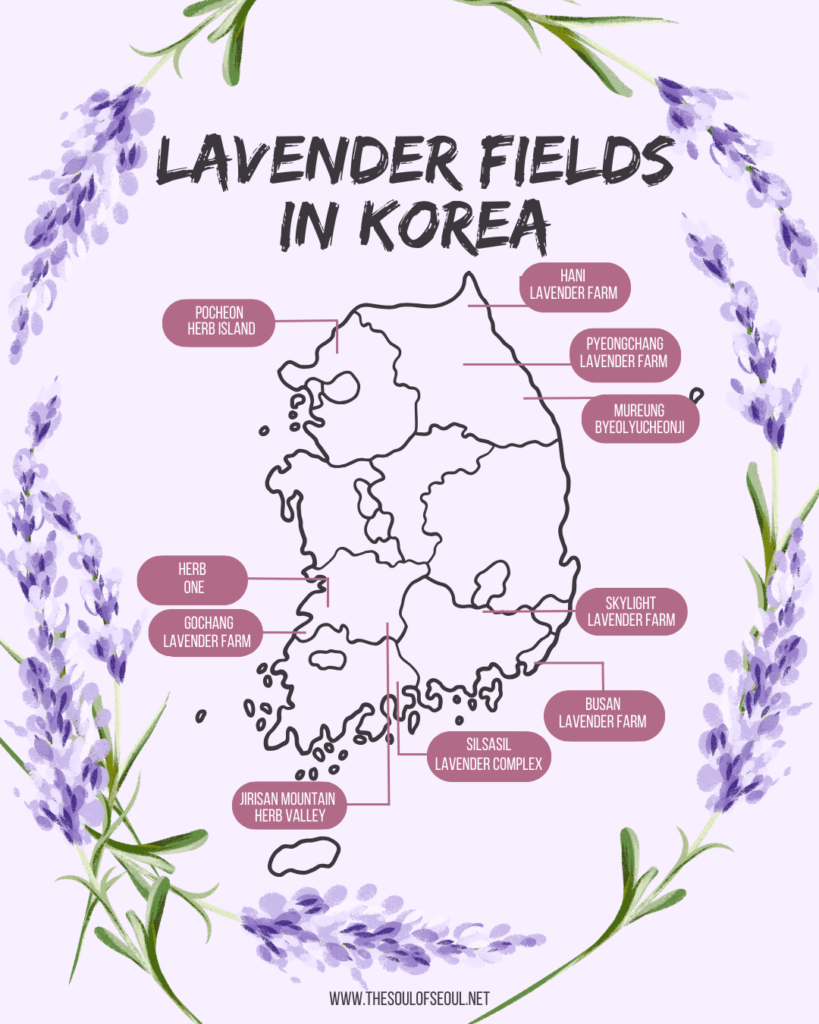 Lavender flowers in Korea, lavender flower fields in Korea map