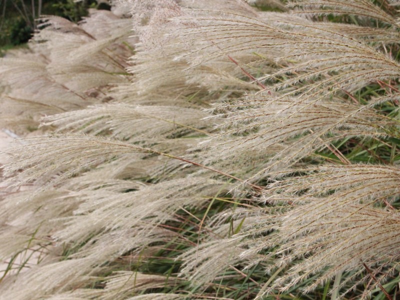 Yulgok Botanical Garden (율곡수목원), Paju, Gyeonggi-do, Korea