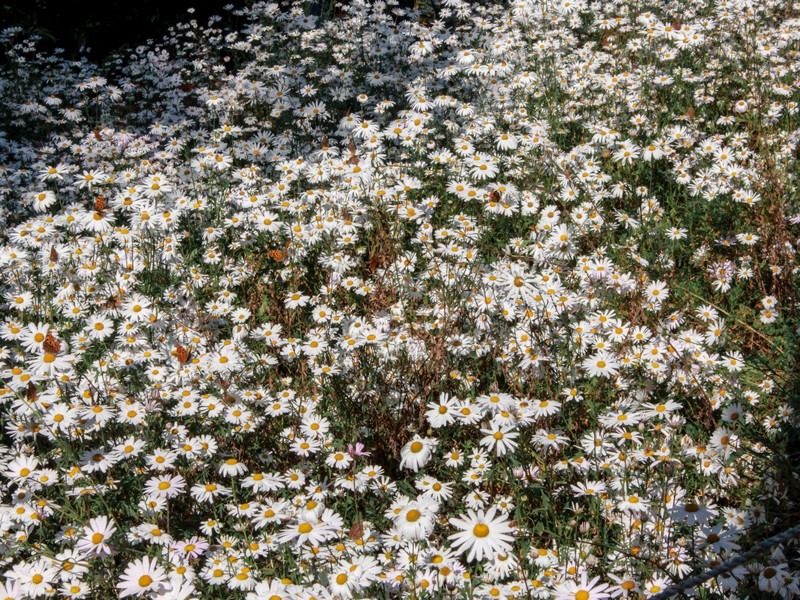 Yulgok Botanical Garden (율곡수목원), Paju, Gyeonggi-do, Korea