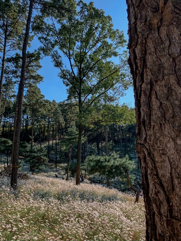 Yulgok Botanical Garden (율곡수목원), Paju, Gyeonggi-do, Korea