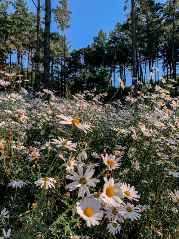 Yulgok Botanical Garden (율곡수목원), Paju, Gyeonggi-do, Korea