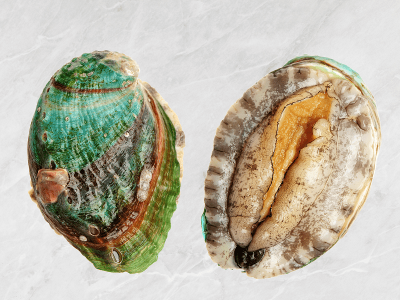 abalone